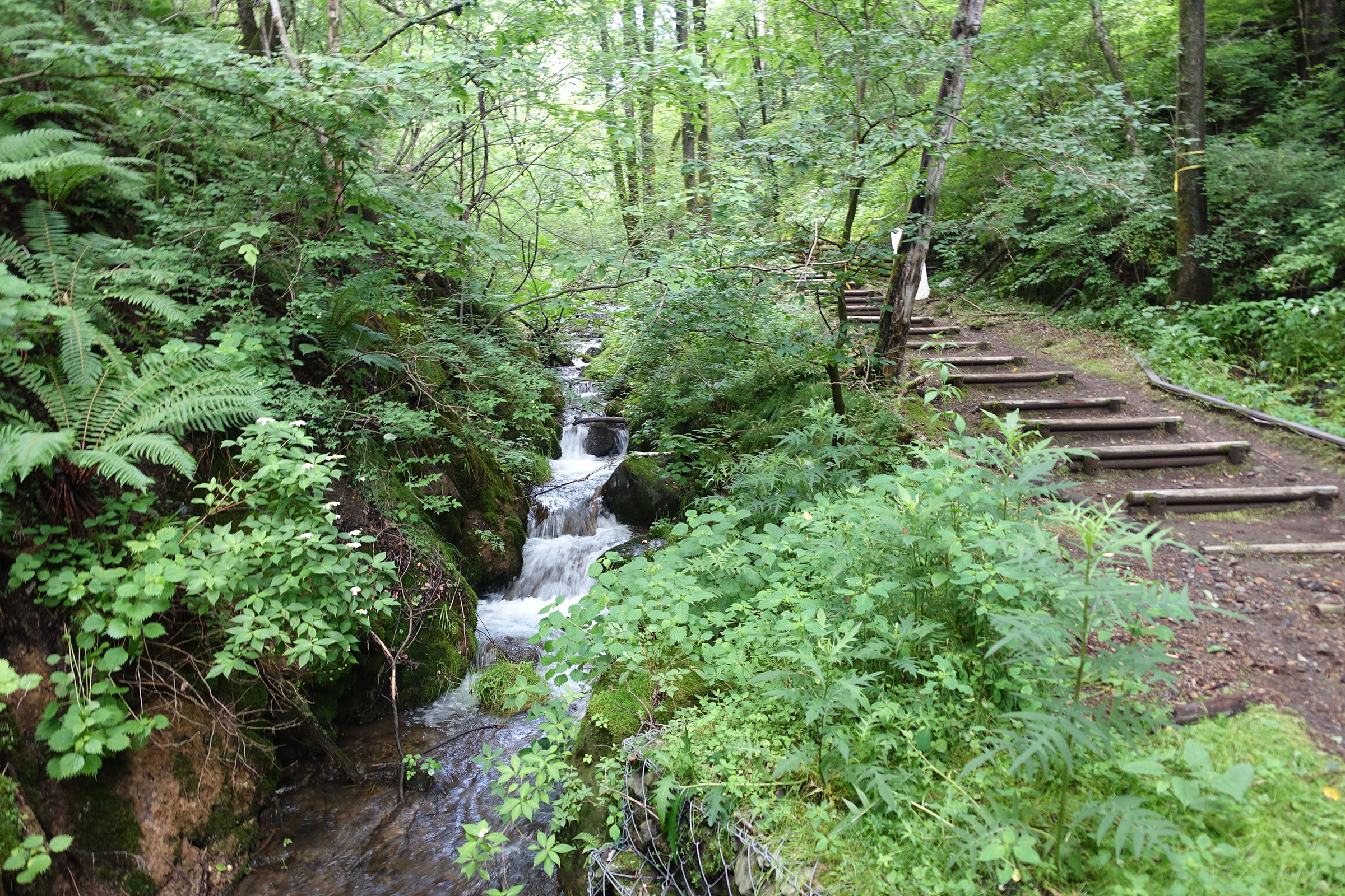 千 ヶ 滝 せせらぎ の 道